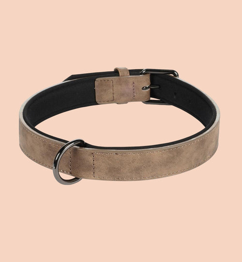 Collier pour Chien avec Doublure Néoprène
