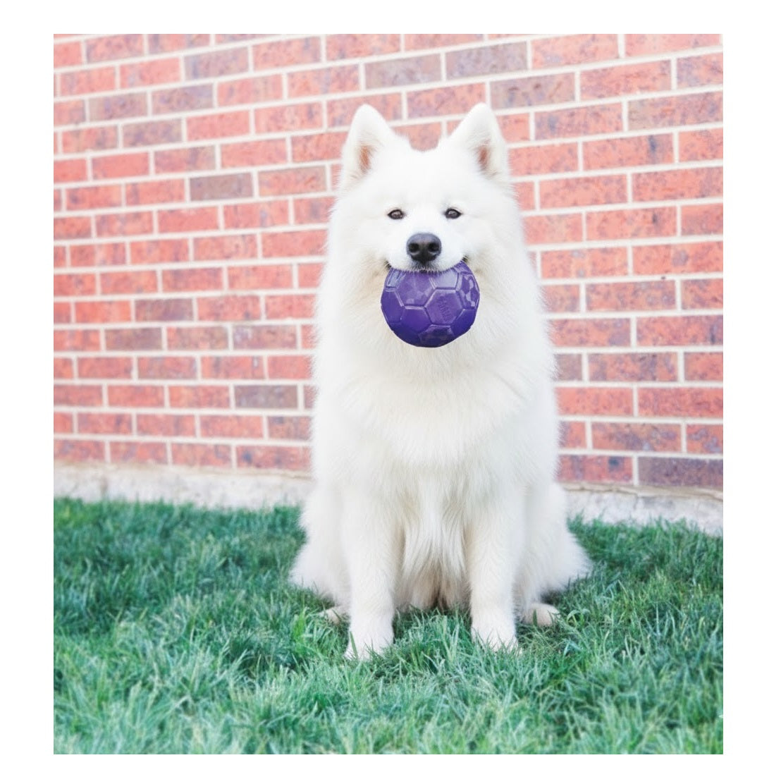 Jeu Kong Flexball Ballon de football pour chien Pourpre - vue 2