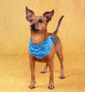 Bandana Rafraîchissant pour Chien