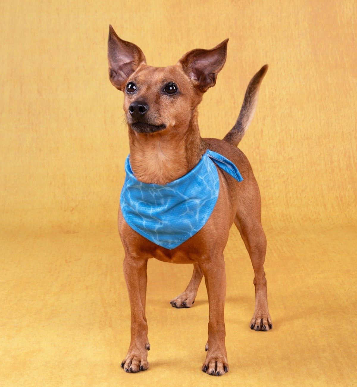 Bandana Rafraîchissant pour Chien
