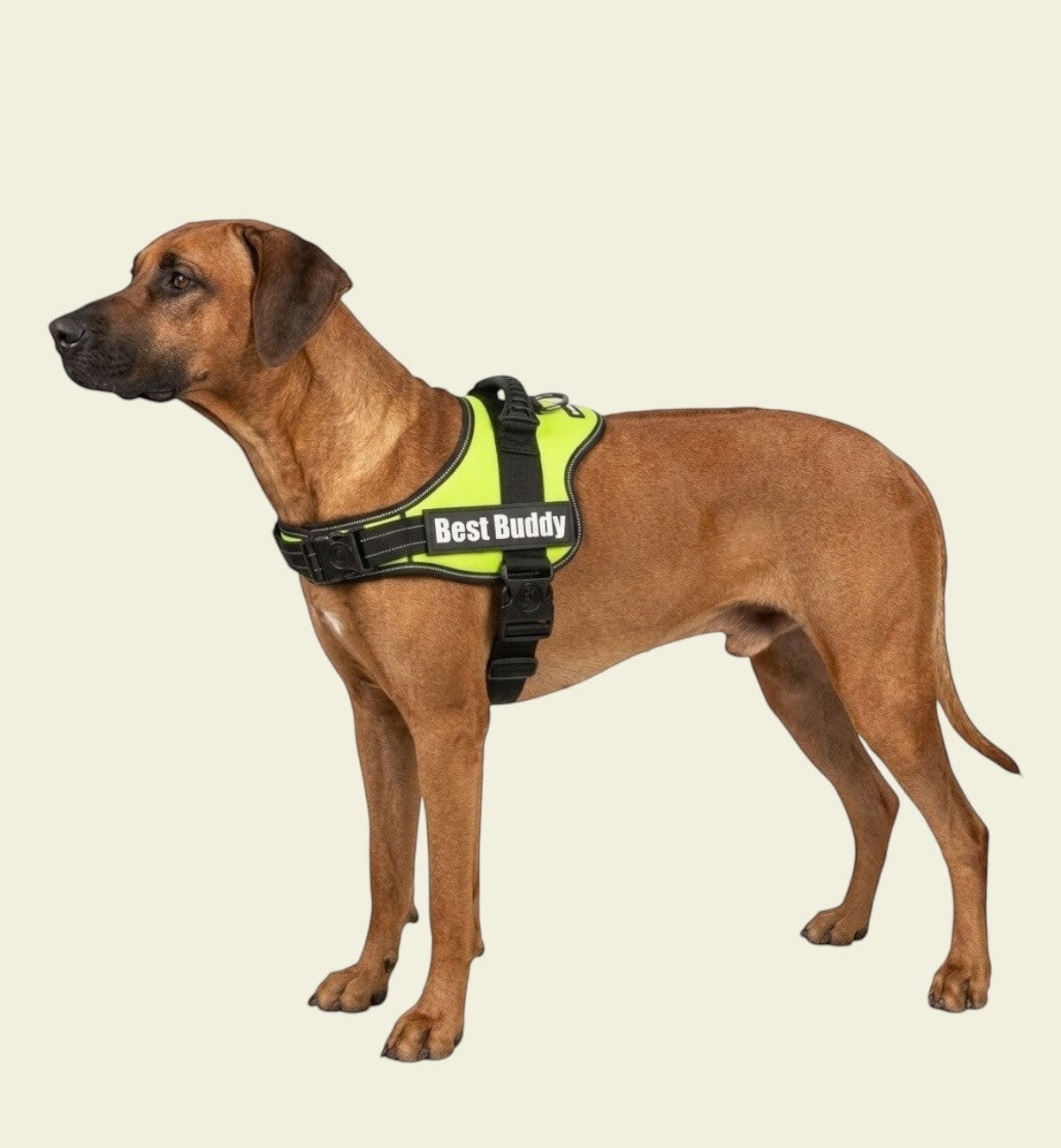 Harnais réglable pour chien Pluto vert fluo XL