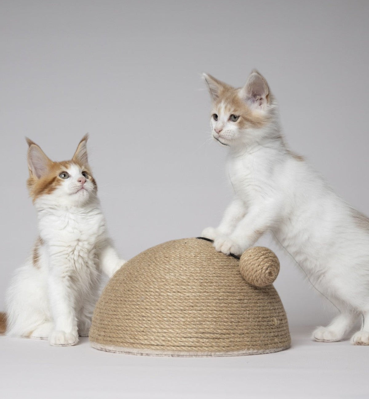 Jeu à Griffer pour Chat 14 x 26 cm Coupole en Jute avec Balle Sonore