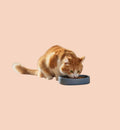 Gamelle rond pour chat nourriture et eau 12 cm Zara bleu