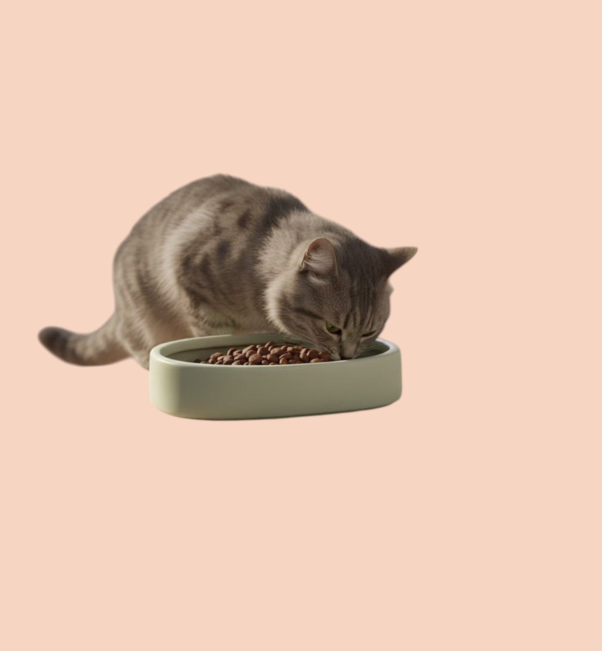 Gamelle ronde pour chat nourriture et eau 12 cm Zara vert