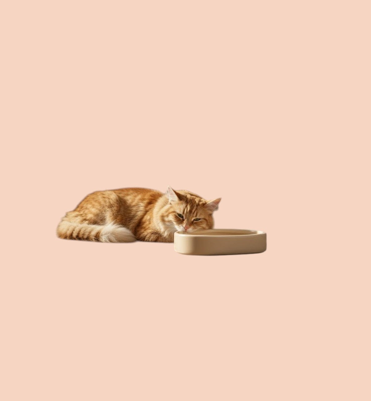 Gamelle ronde pour chat nourriture et eau 12 cm Zara beige