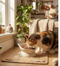 Gamelle ergonomique en céramique pour chat Filou 140 ml vert