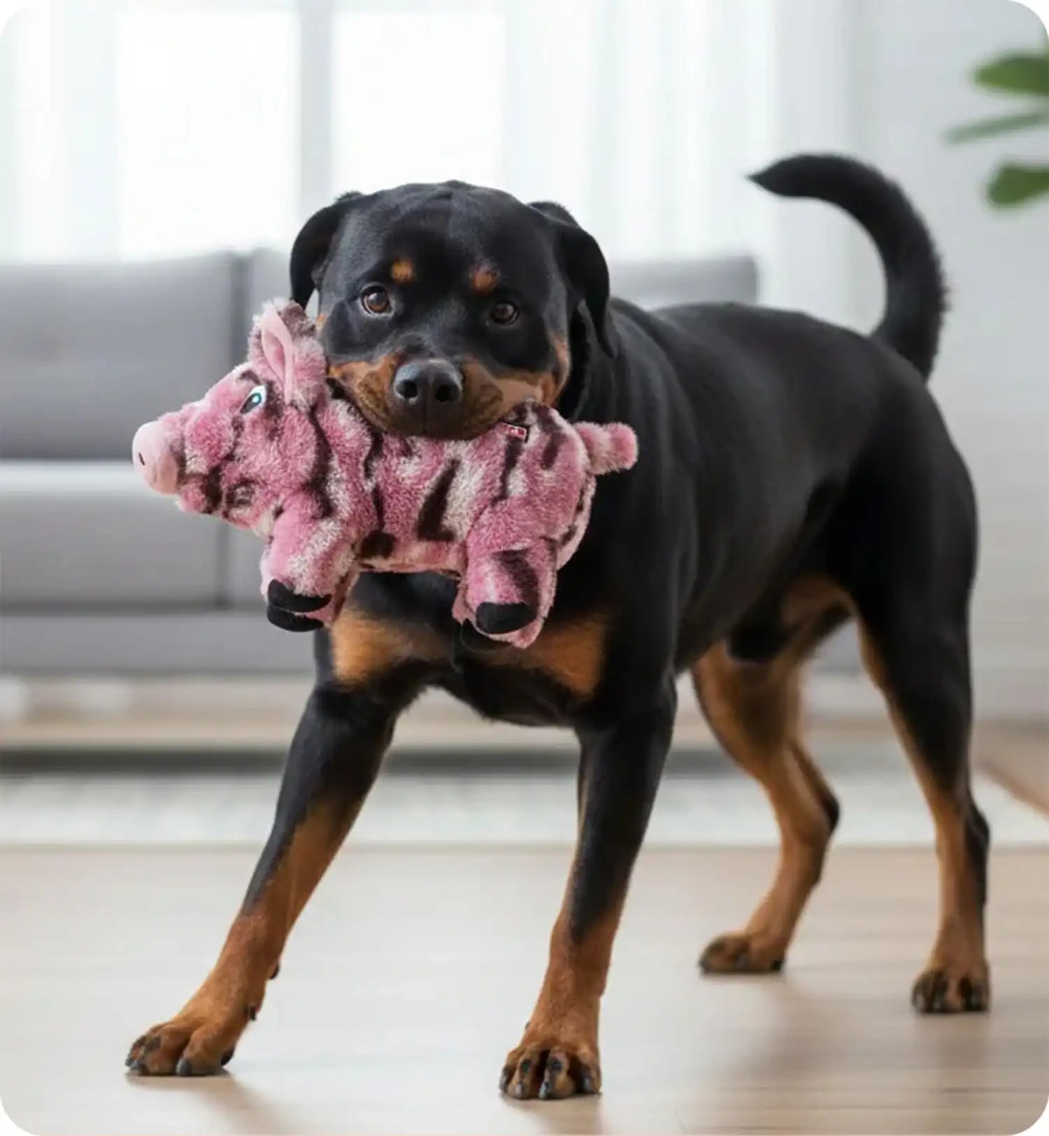 Jeu Kong pour chien Cochon rose