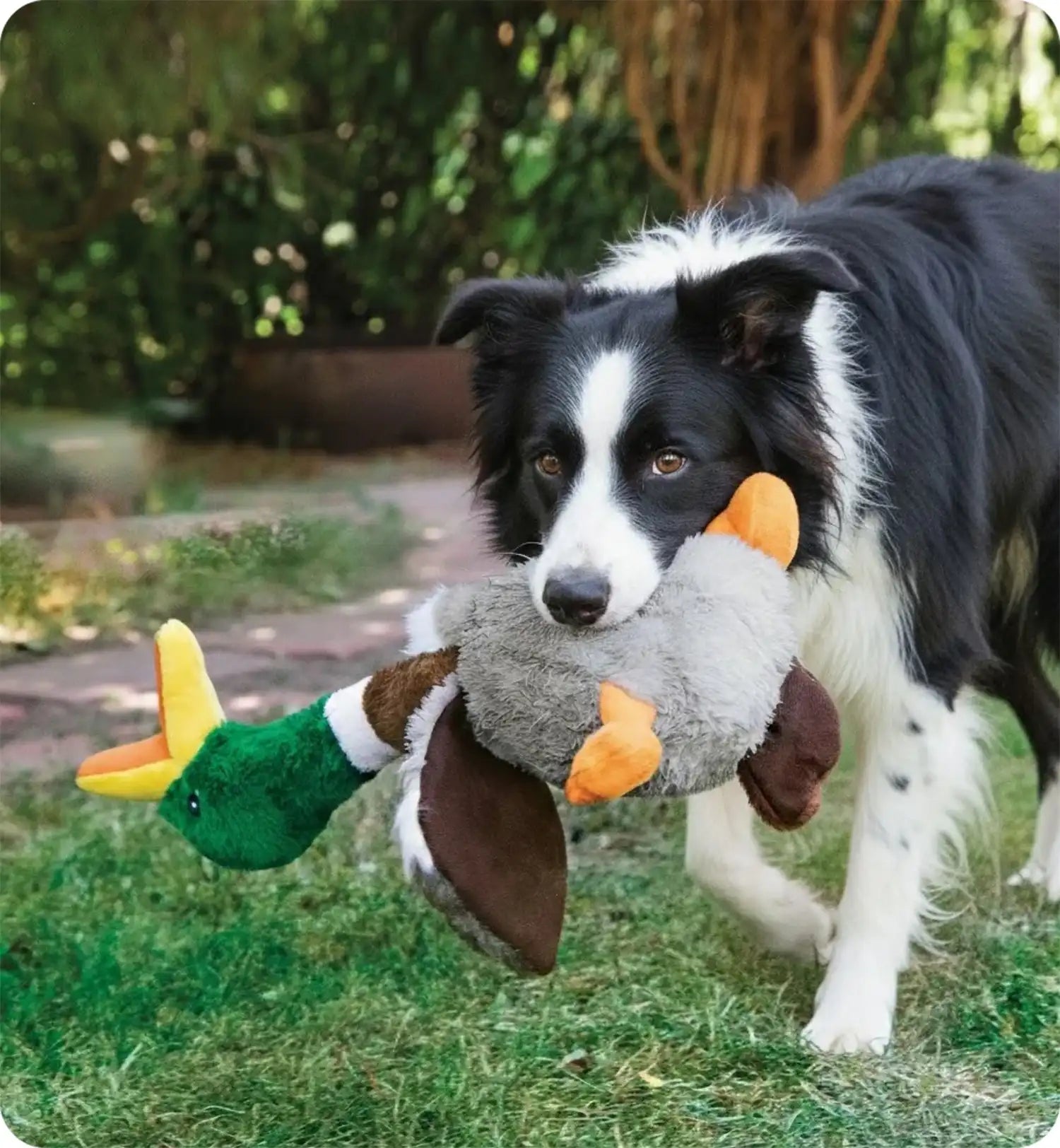 Jeu Kong pour chien Honkers Canard