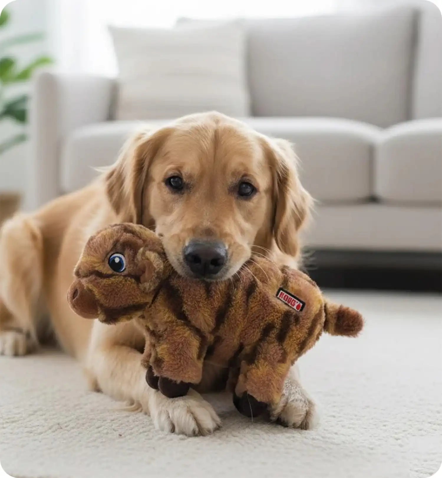 Jeu Kong pour chien Vaches brune