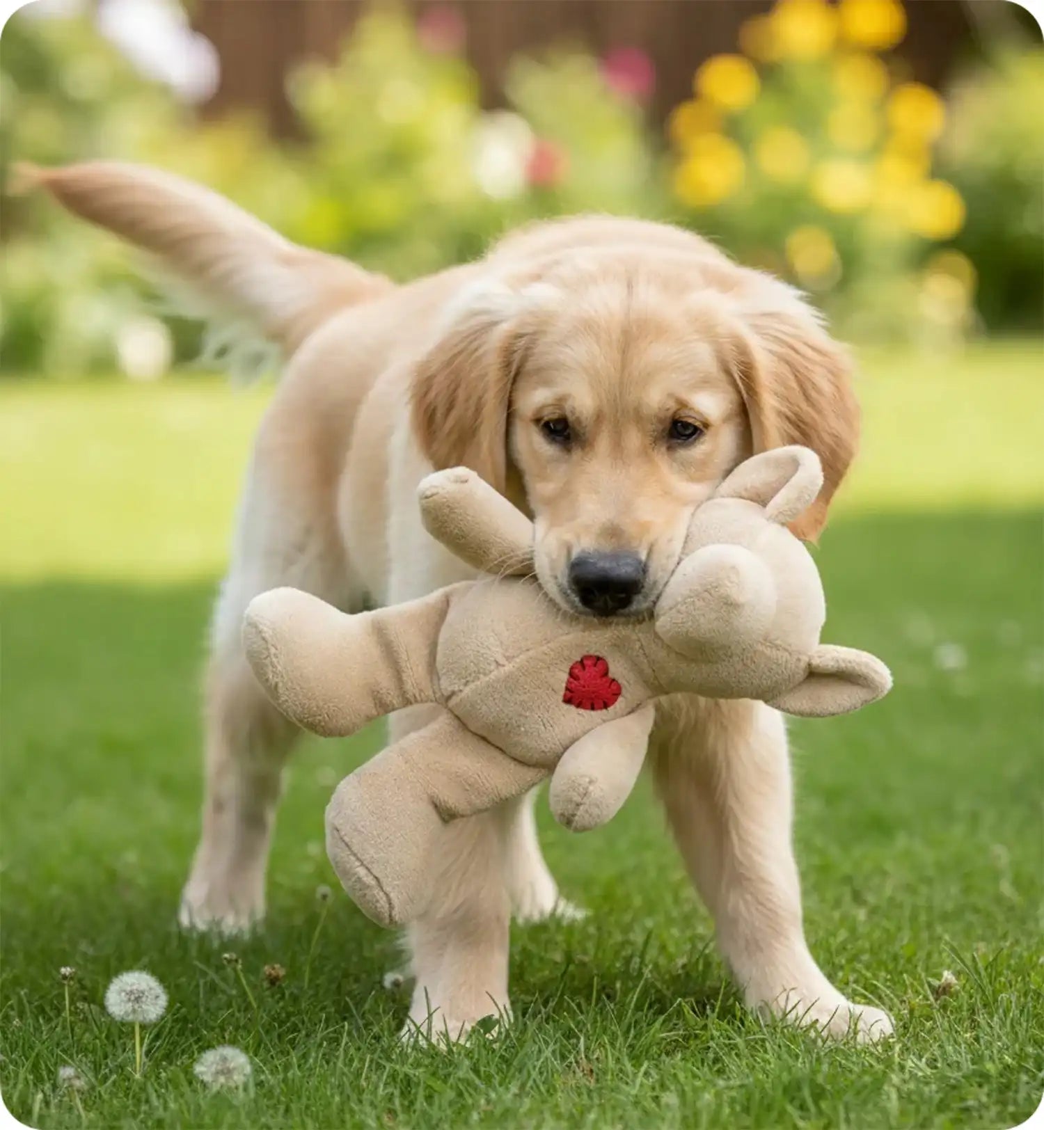 Jeu en peluche Ourson avec un coeur