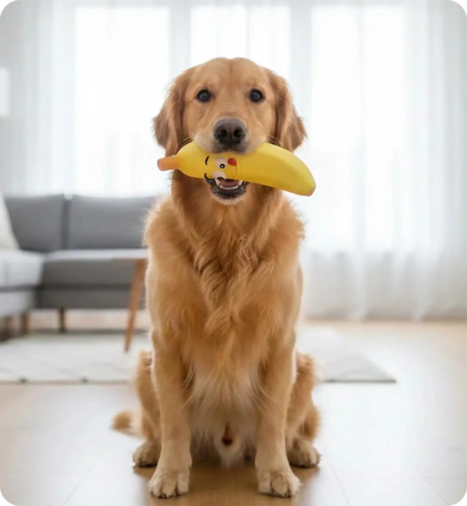 Jeu pour chien Fruco la Banane sonore
