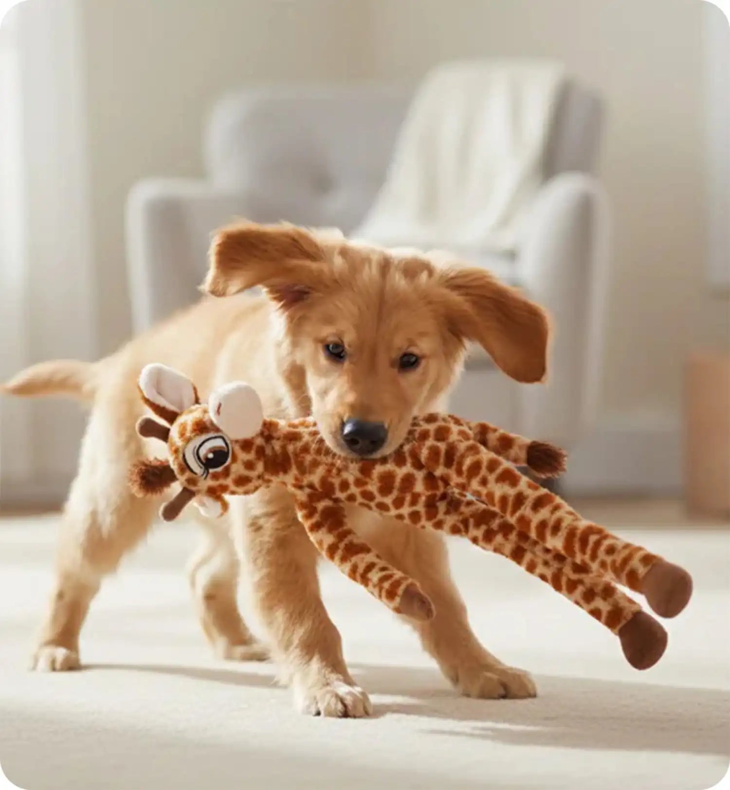 Peluche Girafe grand yeux pour chien