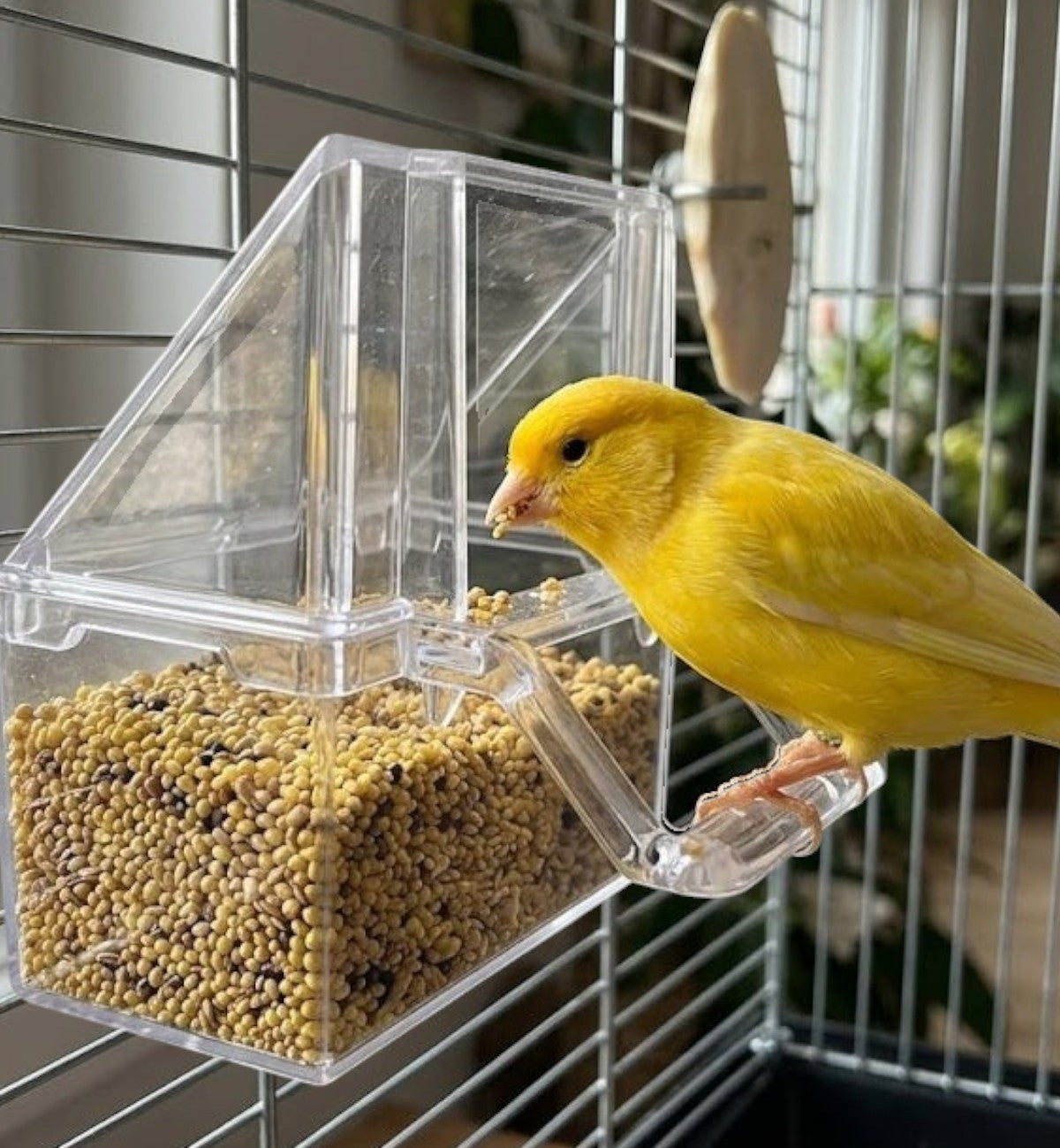 Animozen auget transparent pour oiseaux avec marche, idéal pour graines et eau, en plastique résistant.