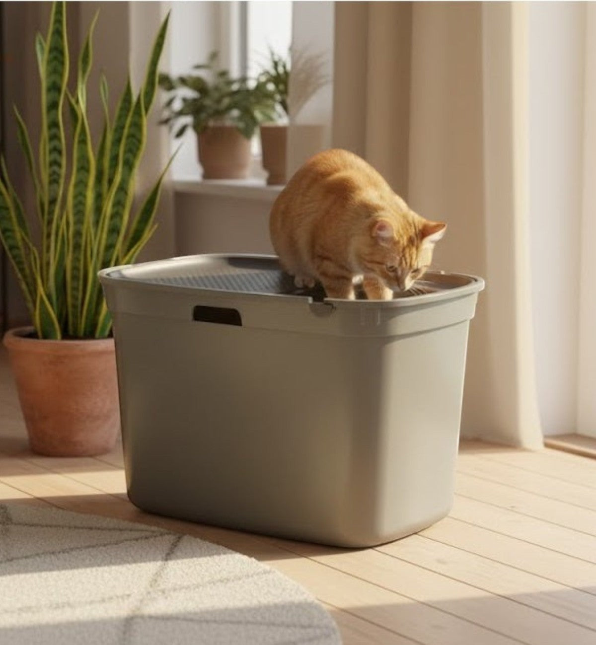 Animozen bac à litière Kato vert olive en plastique recyclé avec entrée par le dessus et tapis de sortie intégré. Chat roux entrant.