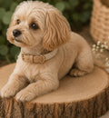 Animozen collier pour chien Lara beige en coton tressé et similicuir avec finitions dorées, boucle réglable.
