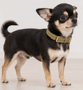 Chien chihuahua noir et beige portant un collier Animozen Virginia vert en cuir avec boucle dorée mate.