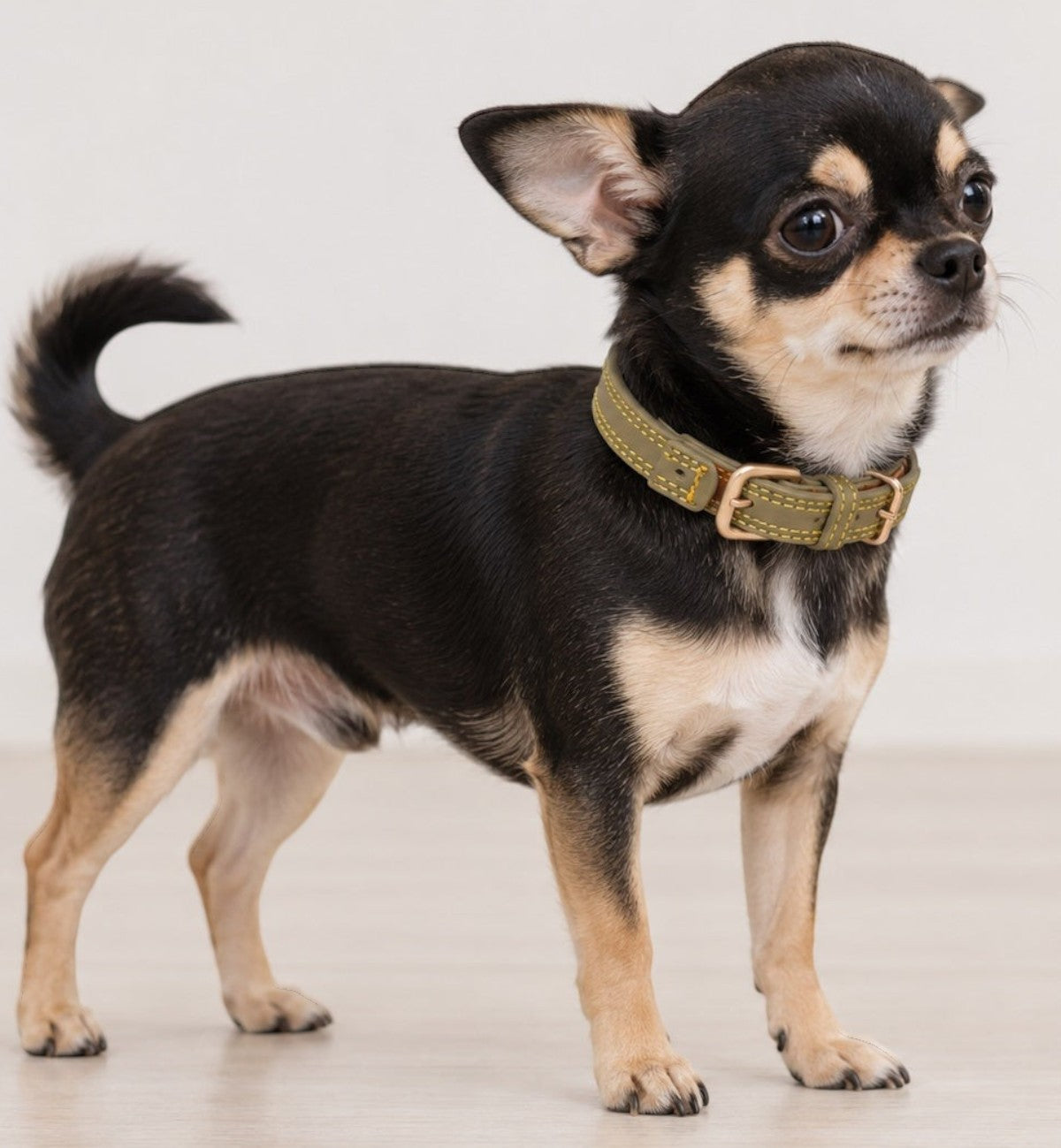 Chien chihuahua noir et beige portant un collier Animozen Virginia vert en cuir avec boucle dorée mate.