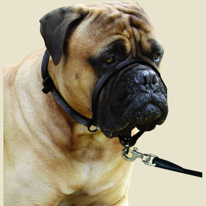 Animozen collier éducatif noir en nylon pour chien, anti-traction, avec sangle de museau et anneau pour laisse.