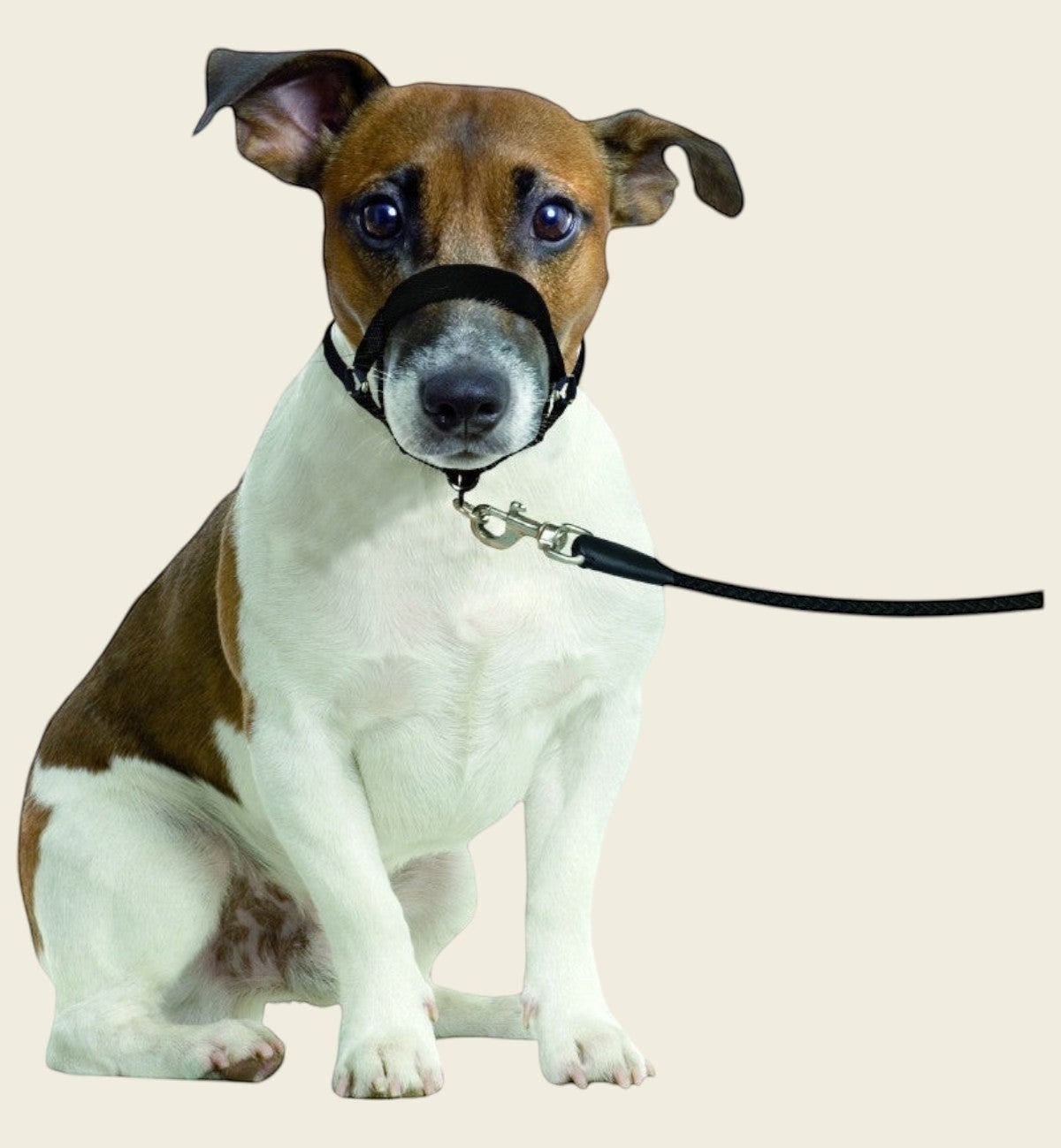 Animozen Collier éducatif noir en nylon pour chien, réglable, avec laisse attachée, idéal pour l'éducation anti-traction.