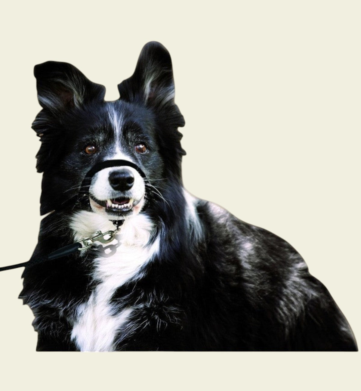 Animozen collier éducatif noir en nylon pour chien, réglable, avec sangle de museau et anneau pour laisse.