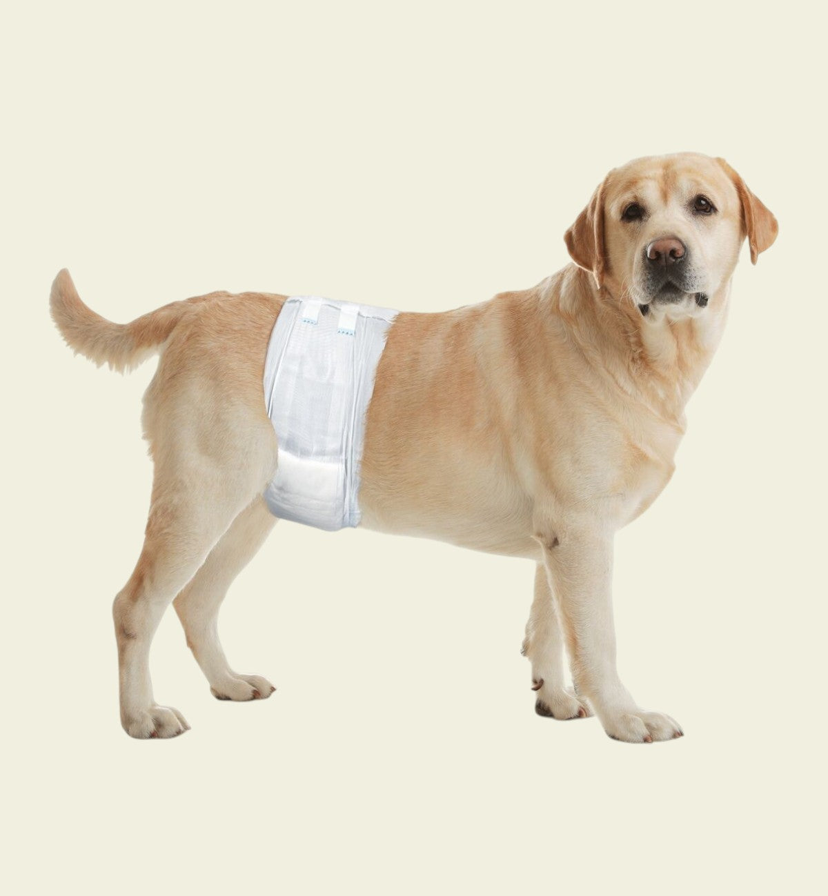 Animozen Lot de 12 couches jetables pour chien mâle noir, confortables et absorbantes pour incontinence ou apprentissage.