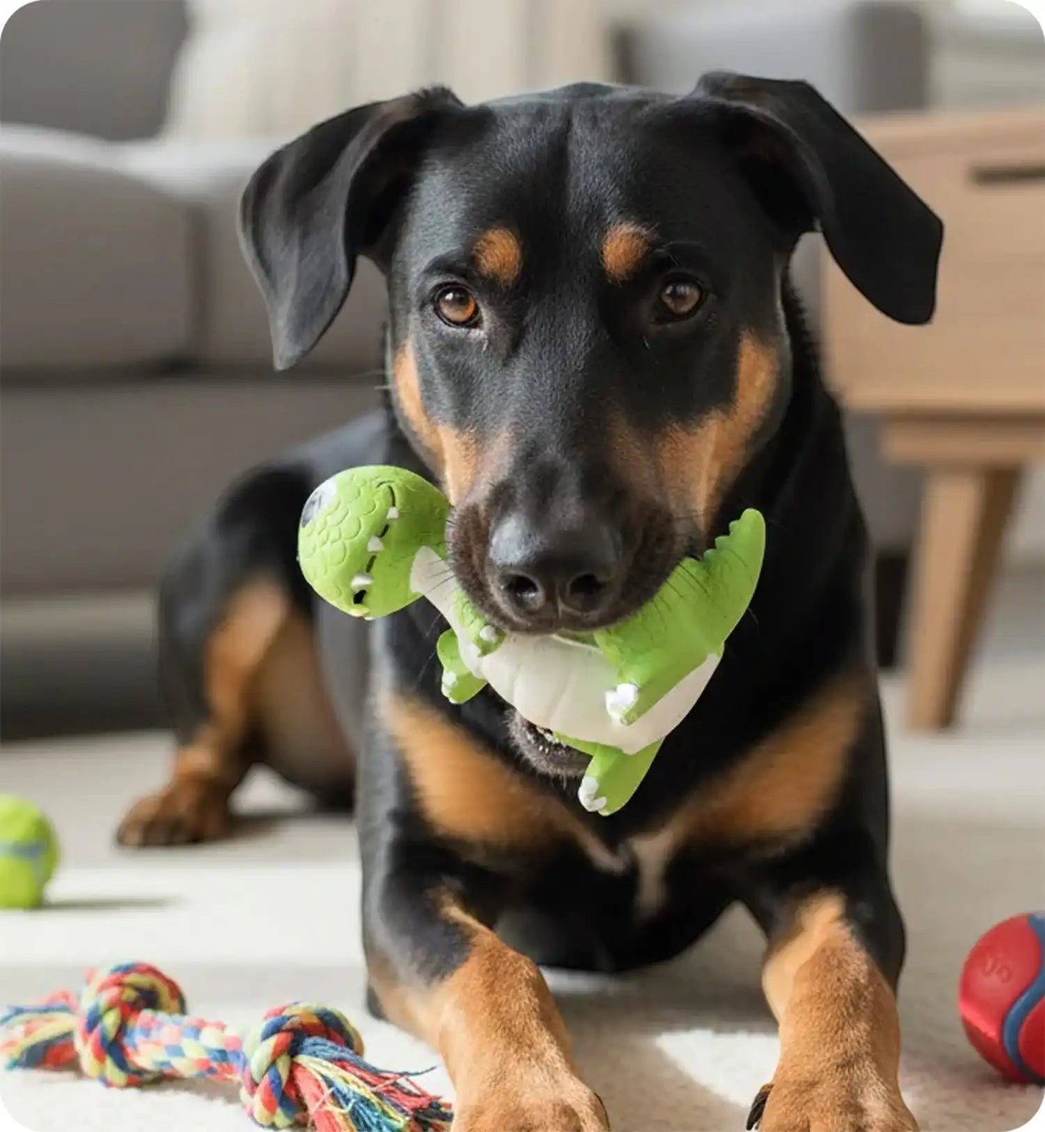 Animozen dinosaure couineur vert en latex, jeu pour chien résistant aux éclaboussures, avec couineur intégré.