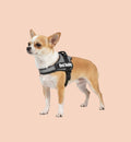 Harnais gris pour chien Best Buddy en nylon réglable avec rembourrage doux et bandes réfléchissantes, boucle à clic.