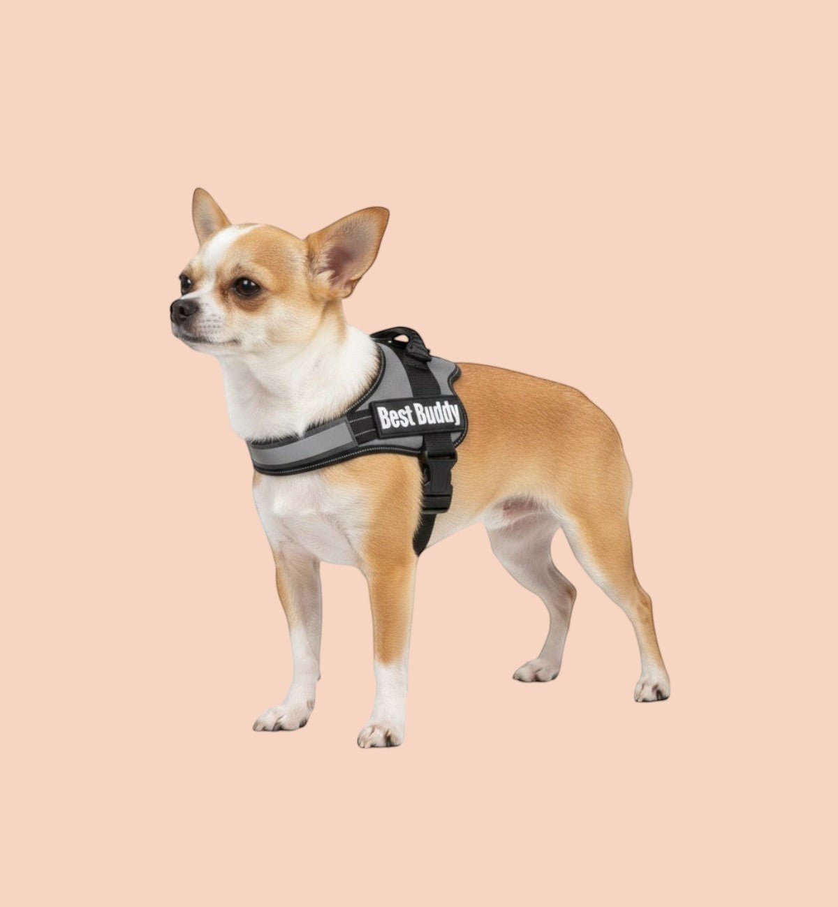 Harnais gris pour chien Best Buddy en nylon réglable avec rembourrage doux et bandes réfléchissantes, boucle à clic.