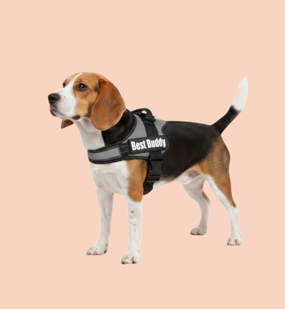 Harnais pour chien Animozen Pluto noir en nylon réglable avec rembourrage doux, bandes réfléchissantes et boucle à clic.