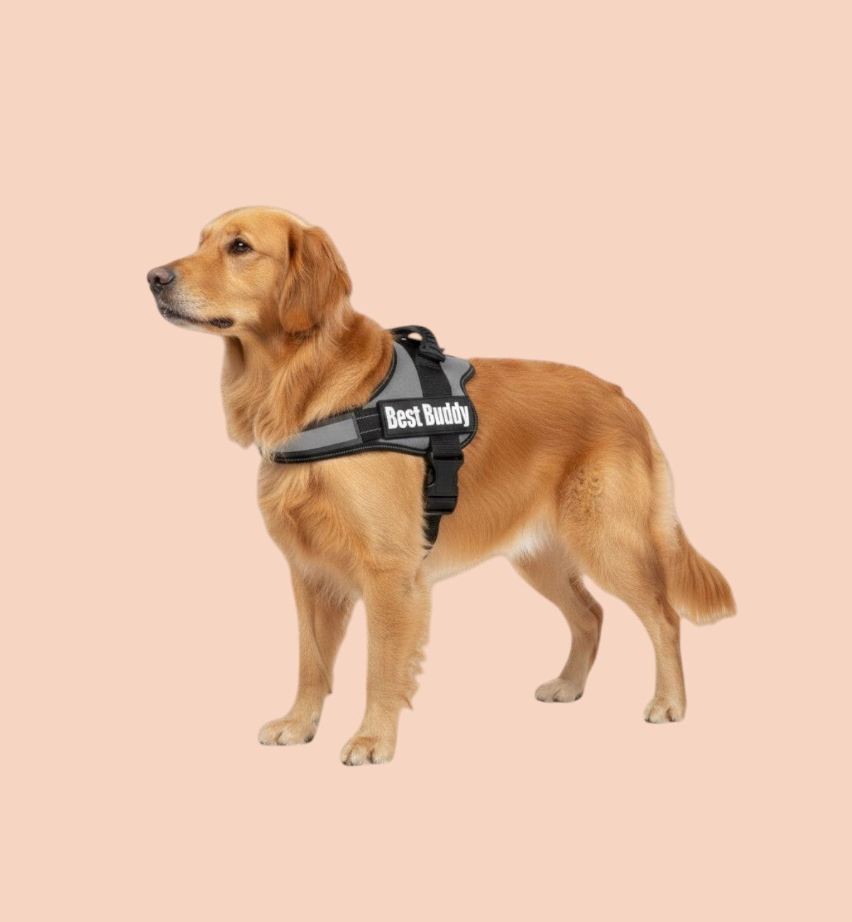 Harnais pour chien Animozen Pluto noir en nylon réglable avec rembourrage doux et bandes réfléchissantes.