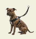 Harnais noir Animozen Easy Walker en nylon pour chien, limite les tractions, sangles confortables, réglable, finitions métalliques.