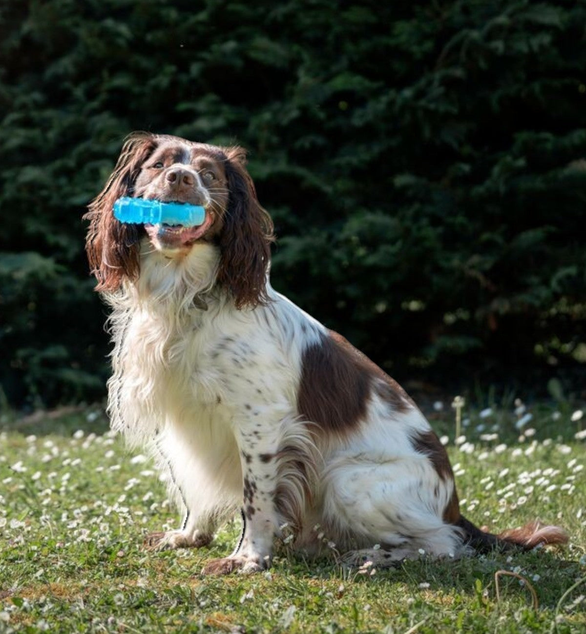 Animozen Jouet Snowy Os Glacé Bleu en caoutchouc TPR, forme d'os, bleu, pour chien, rafraîchissant et dentaire