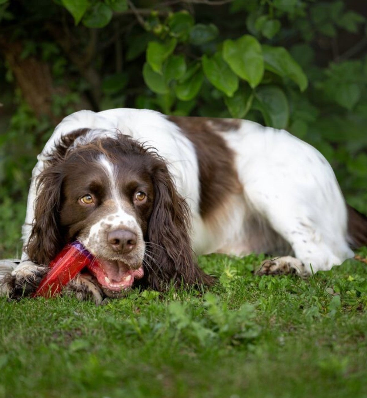 Animozen Jouet Wael Sucette Glacée Rouge en caoutchouc TPR pour chien, idéal pour l'été et la mastication.