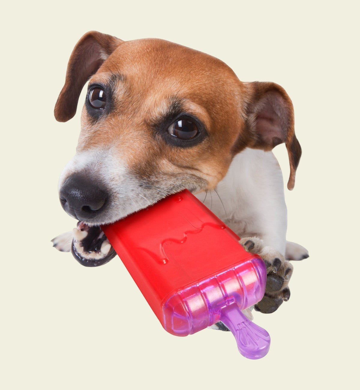 Animozen Jouet Wael Sucette Glacée Rouge en caoutchouc TPR pour chien, idéal pour l'été.