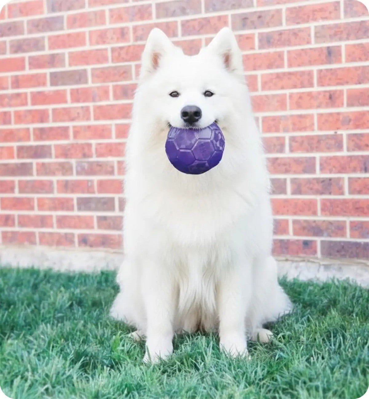 Animozen Jeu Kong Flexball ballon de football pour chien en caoutchouc TPR violet, pour jeu interactif extérieur.