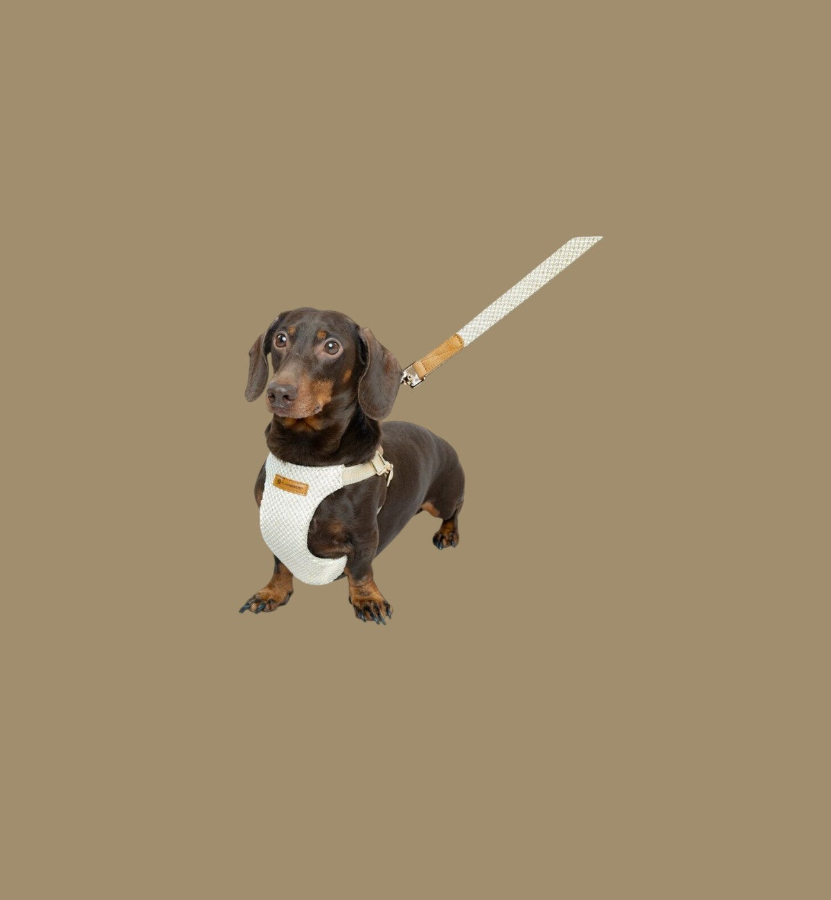 Laisse beige en coton tressé pour chien Animozen, 130 cm, avec finitions dorées et poignée en similicuir.