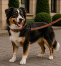 Laisse d'entraînement Animozen en cuir noir réglable 3 positions avec mousqueton noir, pour chien.