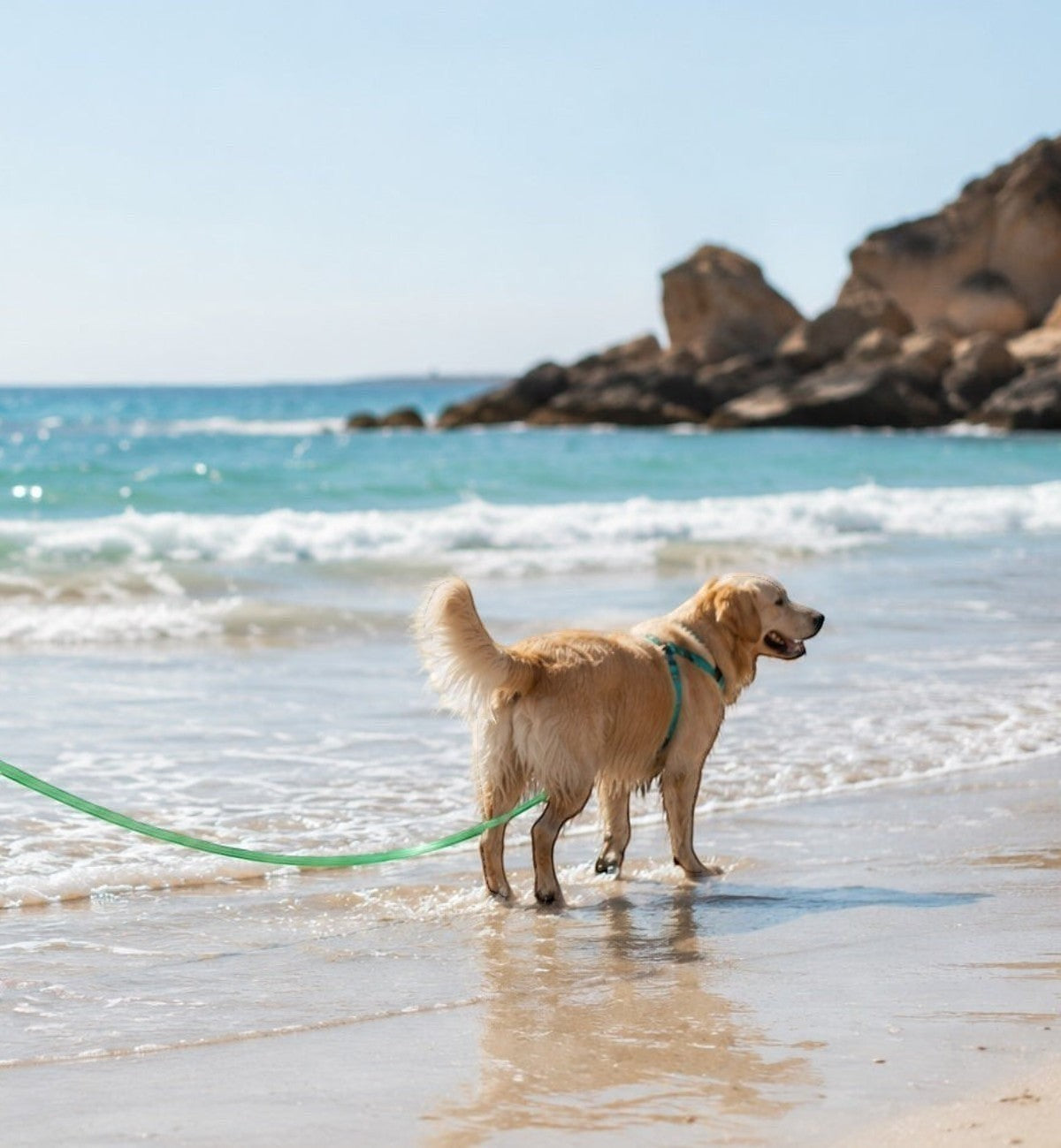 Laisse d'entraînement verte Animozen pour chien en biothane, idéale pour le pistage et les balades à la plage.