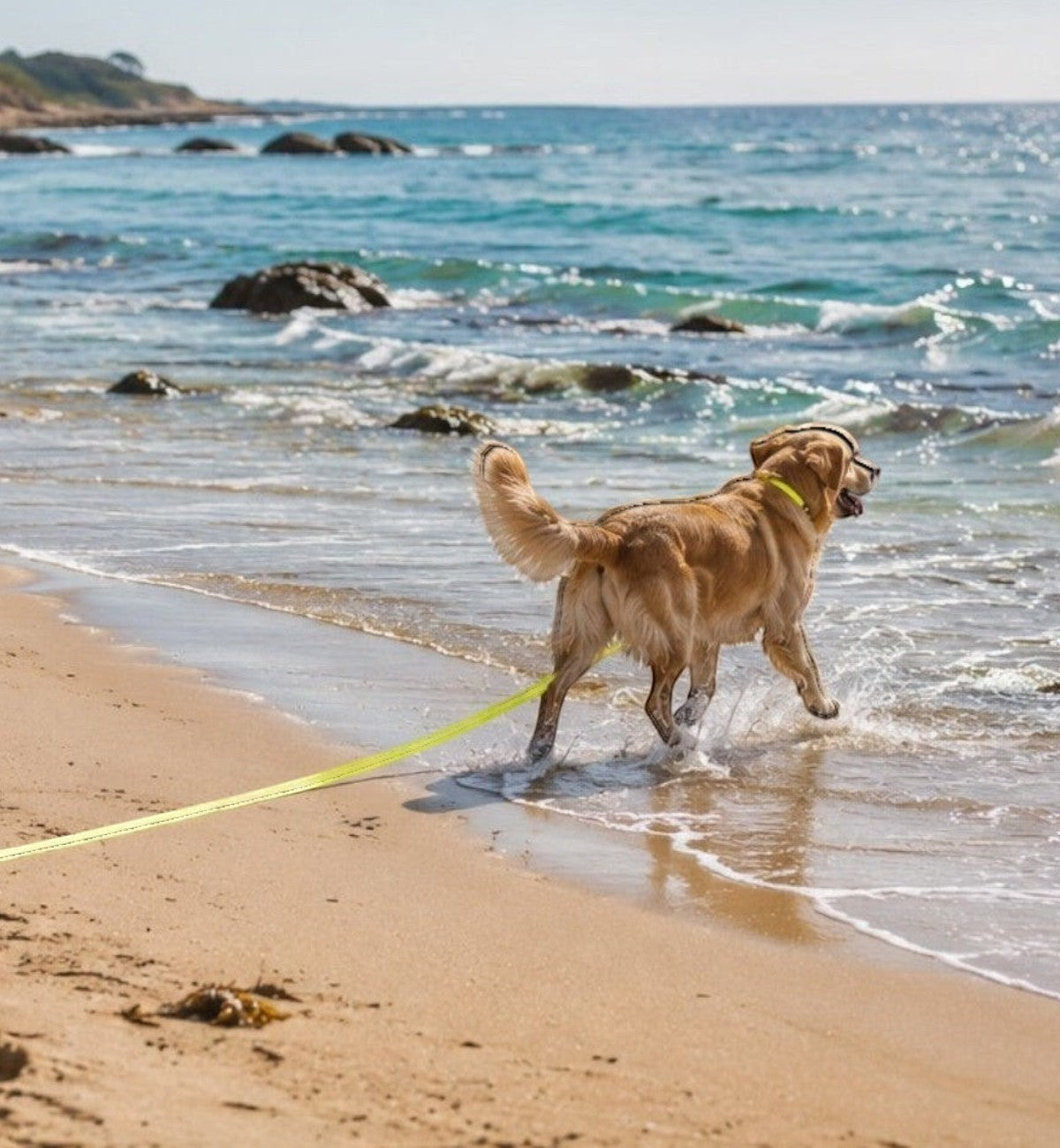 Laisse d'entraînement Animozen Caspar jaune fluo en biothane, 10m, avec mousqueton chromé, pour chien.