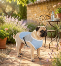 Animozen manteau rafraîchissant bleu et gris pour chien en polyester et coton, avec boucle à clic réglable.