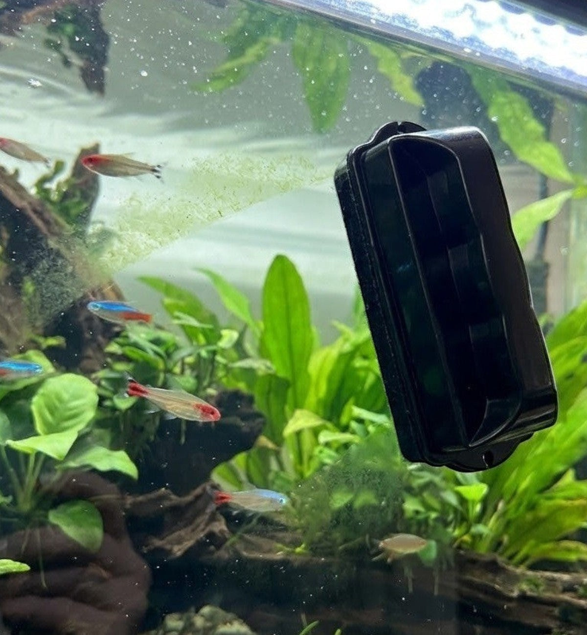 Animozen Nettoyeur d’algues magnétique Magix noir pour aquarium, idéal pour vitres jusqu’à 10 mm, nettoie sans contact.