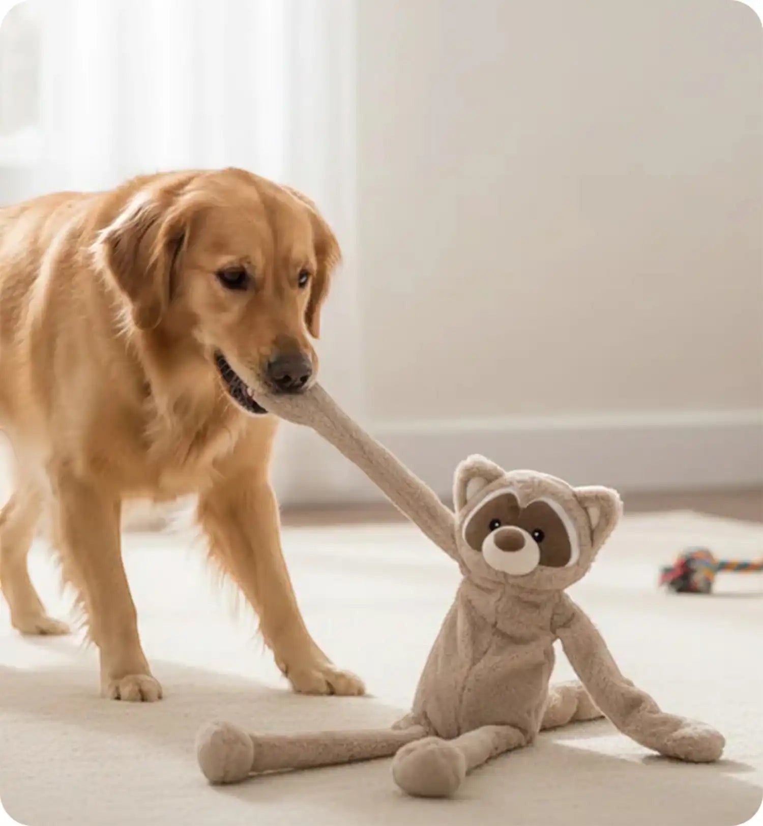 Animozen Peluche Raton Laveur Géante Sonore pour chien, peluche polyester taupe sans rembourrage avec couineur.