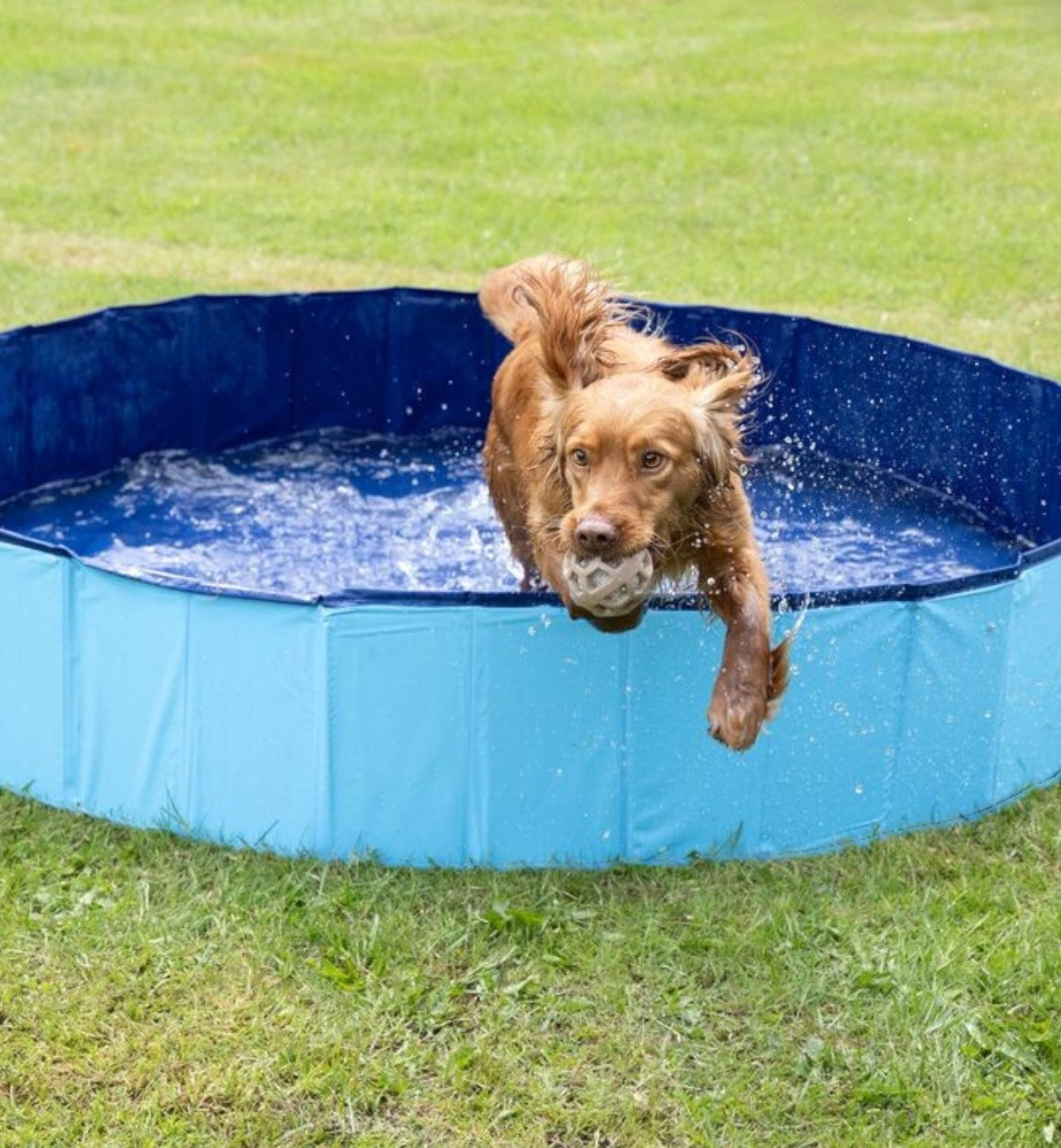 Piscine pliable Animozen bleue et bleu clair en PVC pour chien, avec un chien brun sautant avec une balle.
