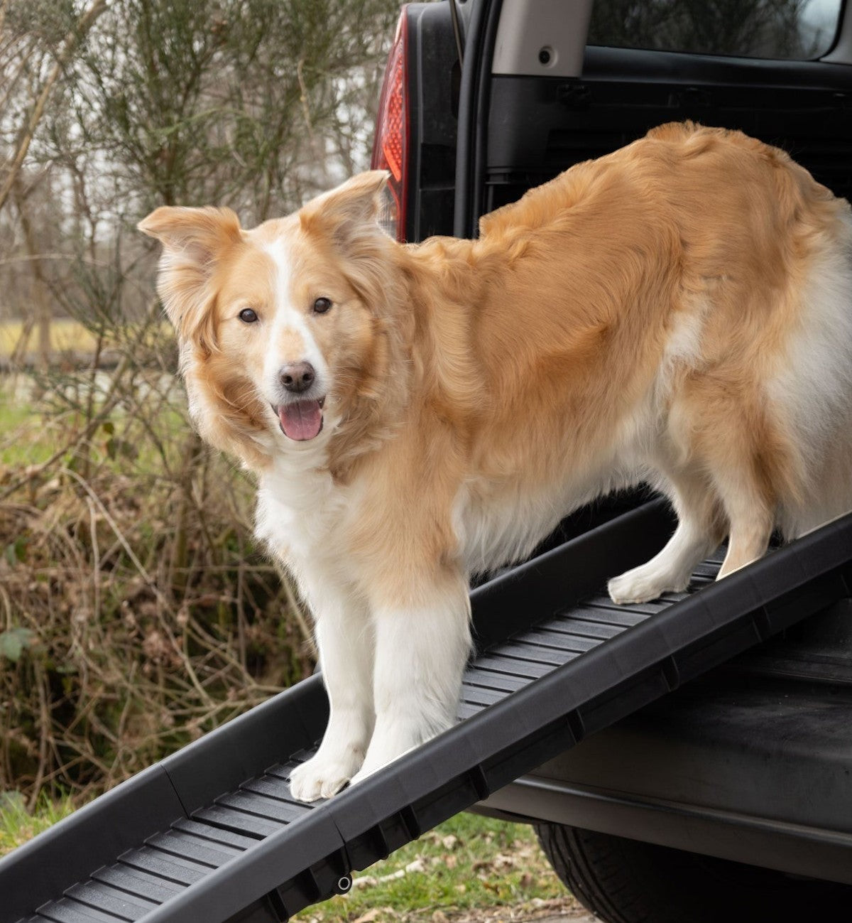 Rampe pour chien Animozen noire pliable et antidérapante, idéale pour les chiens âgés ou souffrant de problèmes articulaires.