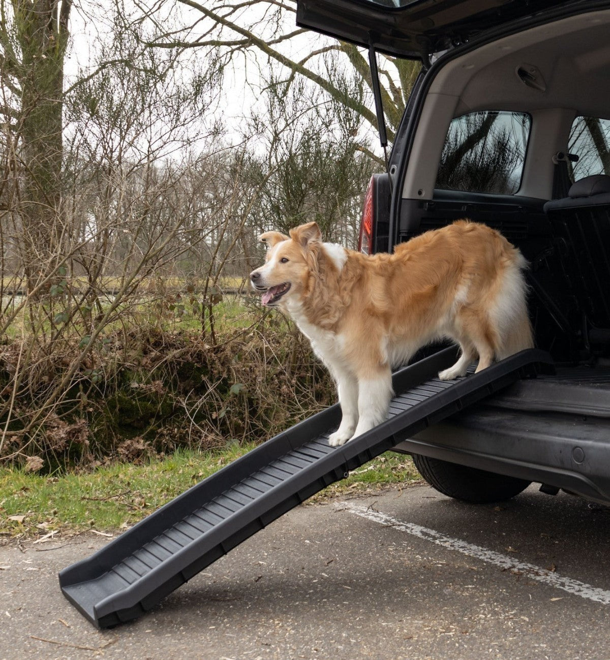 Rampe pour chien Animozen noire pliable en plastique antidérapant, avec un chien sur la rampe.