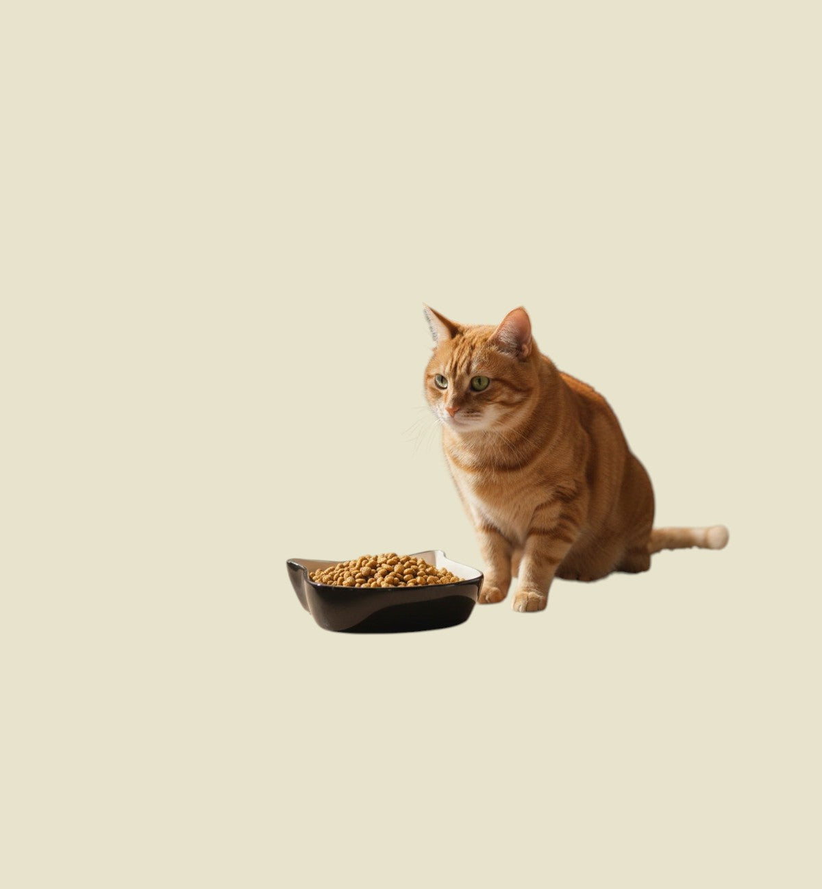 Gamelle duo de chat en céramique