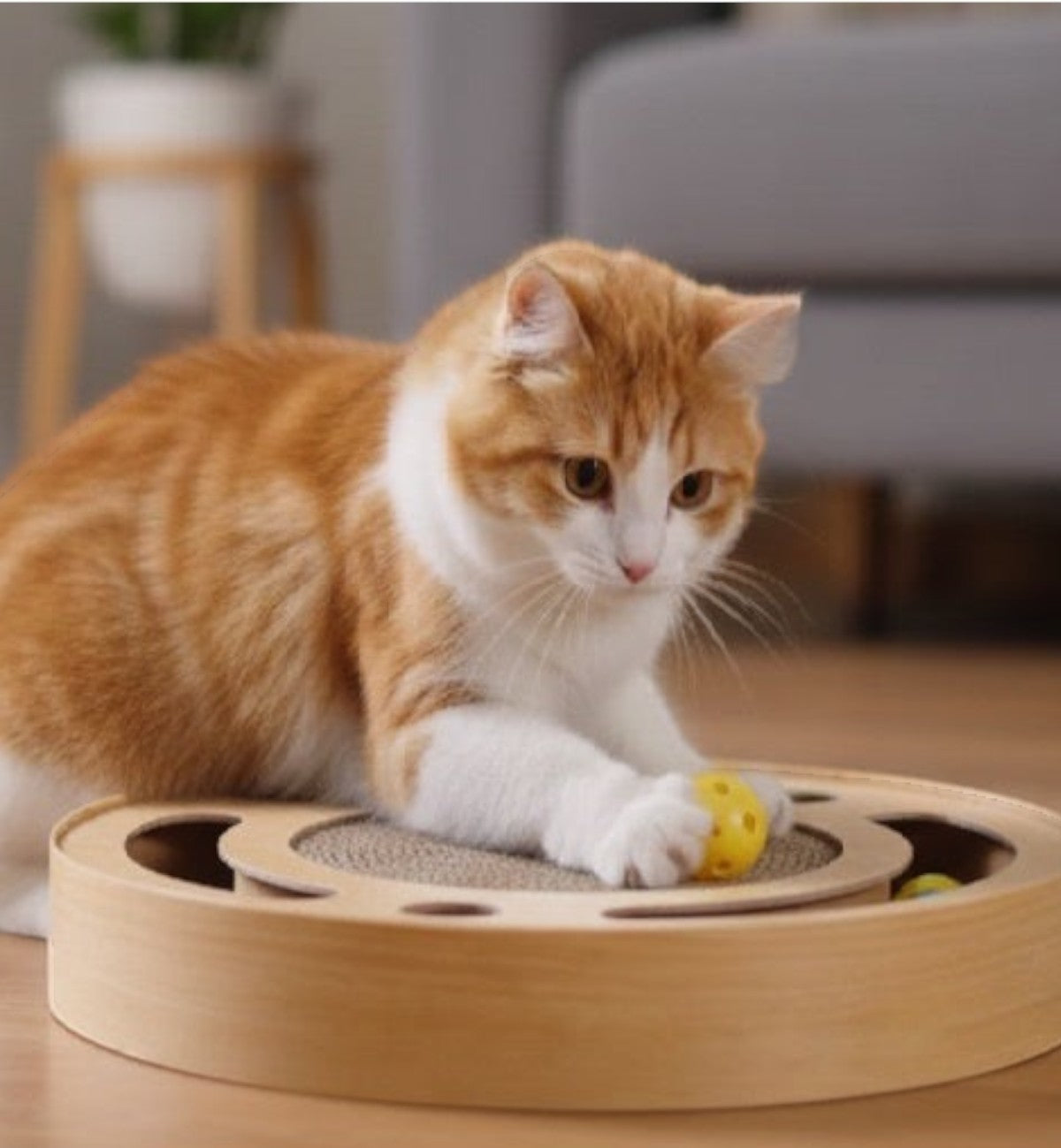 Jeu à gratter pour chat en carton rond et balles sonores 33 cm