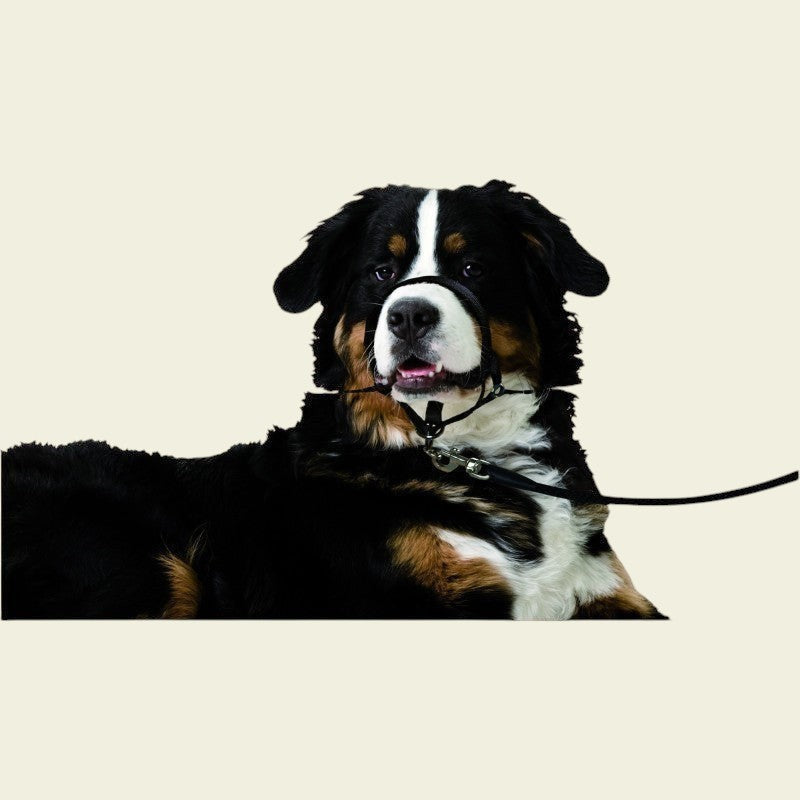 Collier pour Chien éducatif et anti traction - Noir