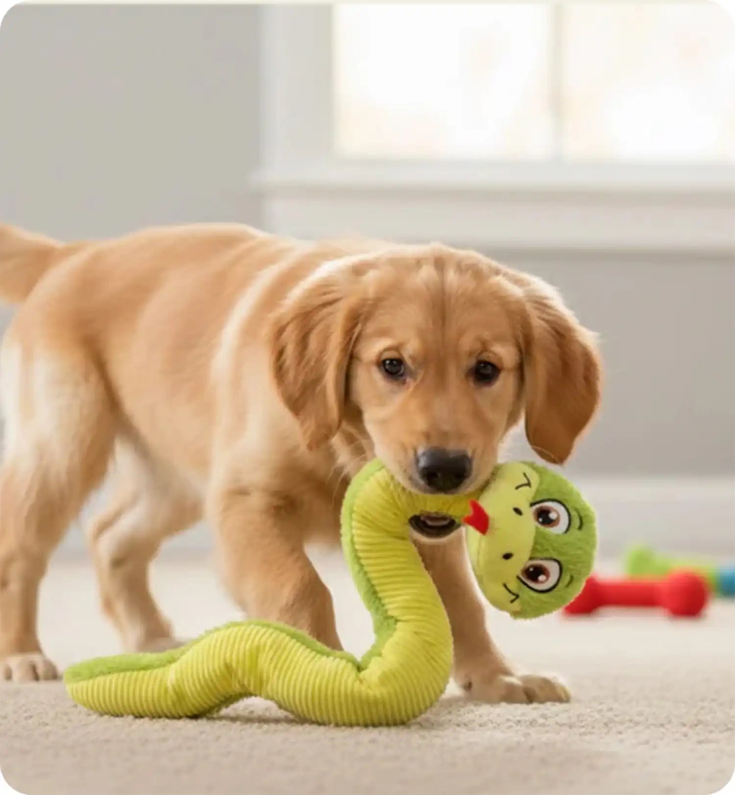 Peluche Serpent grand yeux pour chien