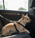 Harnais de sécurité pour voiture Duma Noir XS